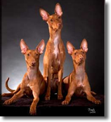 puppies