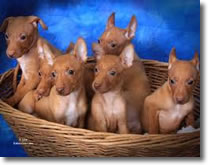 Cirneco Puppies