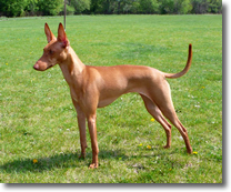 Cirneco