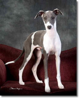 Cirneco