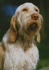 spinone